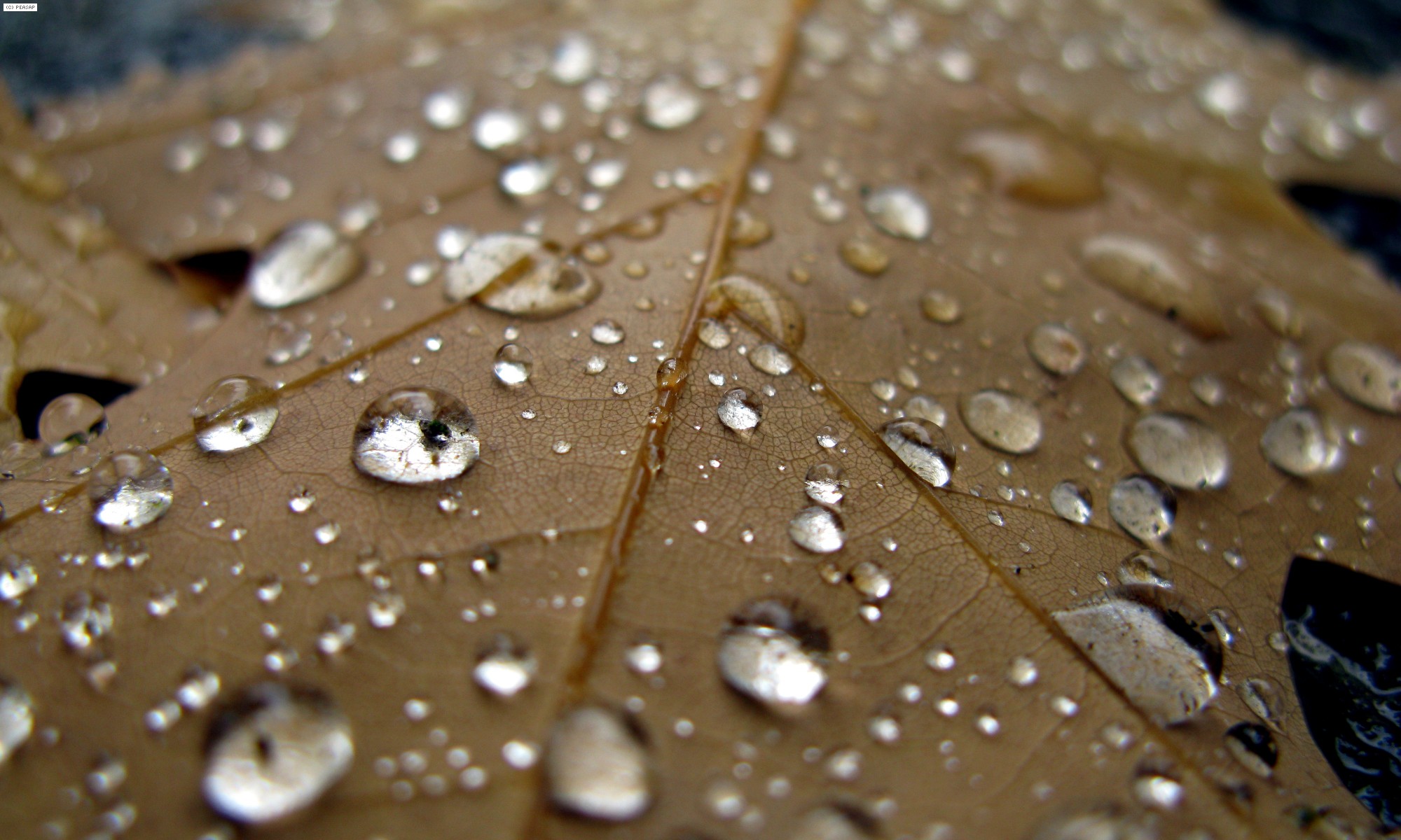 beskrivende alt-tekst